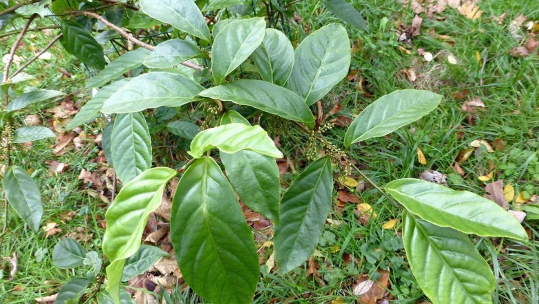 Cây Kính. Maesa japonica - Cây Thuốc Nam Quanh Ta